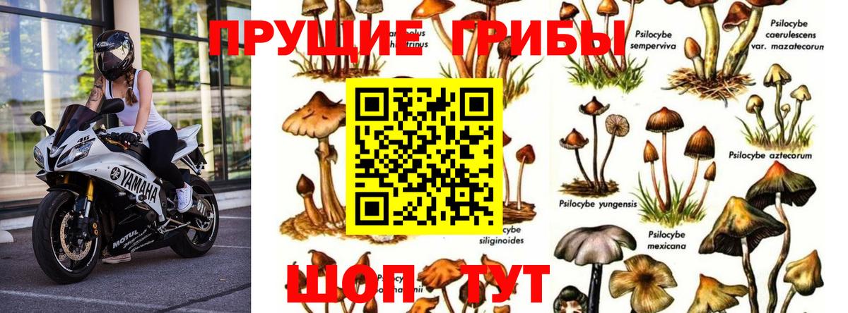 Псилоцибиновые грибы ЛСД  Псилоцибиновые грибы Psilocybe  Чапаевск 